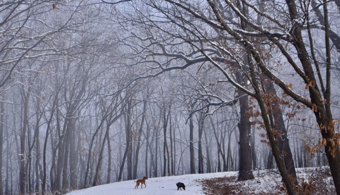 Fog in the Woods