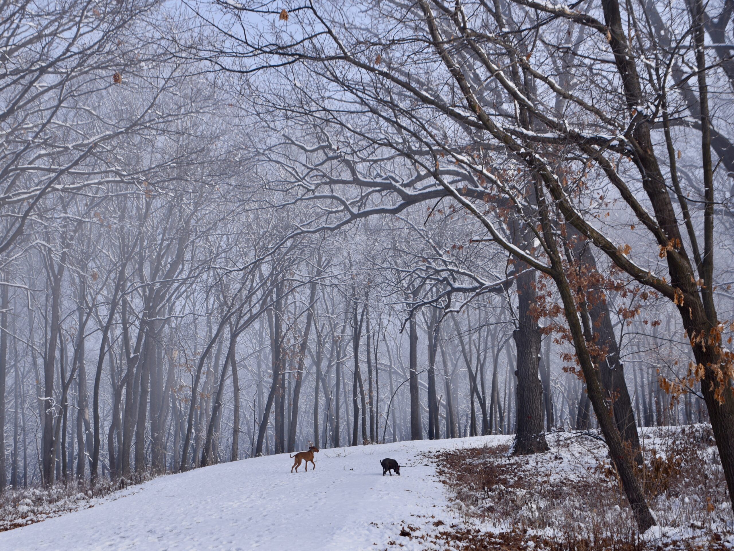 Fog in the Woods